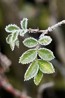 Dog rose -Rosa canina-, leaves with first hoar frost, Untergroeningen, Baden-Wuerttemberg, Germany, Europe