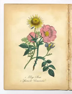 Images Dated 7th July 2015: Dog Rose and Spanish Camomile Victorian Botanical Illustration