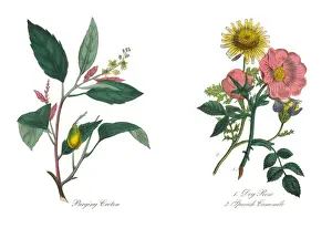 Dog Rose and Spanish Camomile Victorian Botanical Illustration