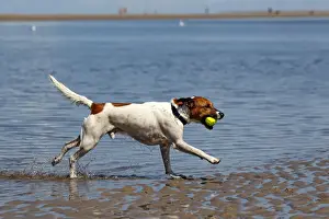 Moving Activity Prints: Dog running with ball, male dog, at dog beach