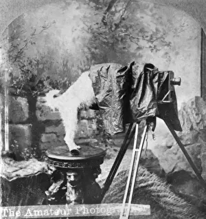 Amateur Prints: Dog s-Eye View