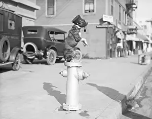 Stunt Prints: Dog Seated on Fire Hydrant
