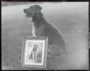 Dog with Silver Photograph