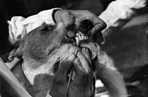 Dog Teeth
