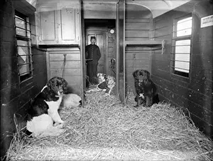 Tied Up Prints: Dog Train