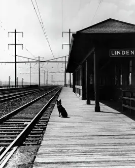 Power Lines Prints: Dog Waiting at Empty Railroad Platform