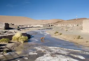 a dog walking on a frozen stream