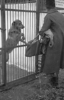 Cage Prints: Dog Watch