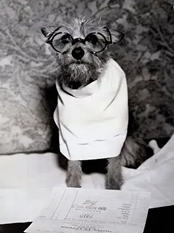 Idaho Prints: Dog Wearing Glasses