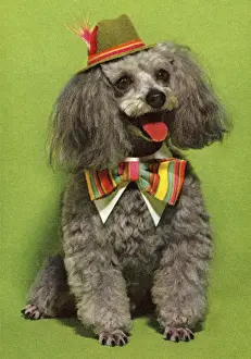 Fluffy Prints: Dog Wearing Hat and Bowtie