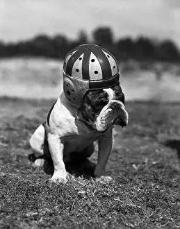 Dog Wearing Helmet on Football Field