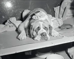 Dog Wearing an Ice Pack