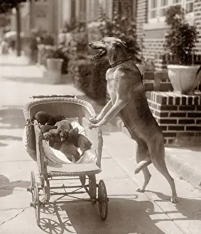 Anthropomorphic Prints: Dog Wheeling Puppies in Carriage