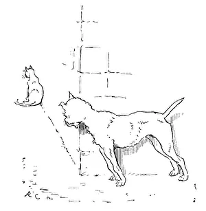 Images Dated 16th April 2013: Dog that worried the Cat