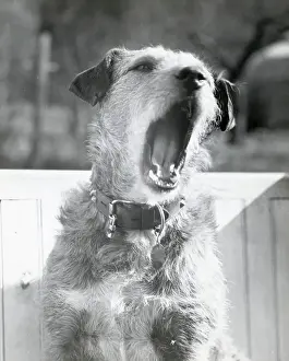 Sleepy Prints: Dog Yawning