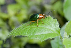 Coleoptera Gallery: Dogbane Leaf beetle -Chrysochus auratus-, Tandayapa region, Andean mist rainforest, Ecuador