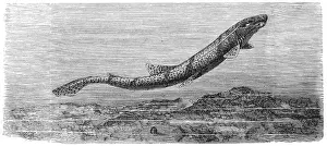 Dogfish (Scyllium catulus)