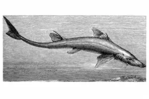 Shark Prints: Dogfish (Spinax acanthias)