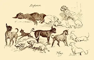 Dogs - active and relaxed