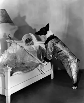 Dressing Up Prints: Dogs Bed