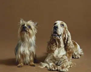 Coloured Background Prints: Dogs against brown background
