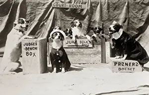 Court Prints: Dogs In Gag Court Session