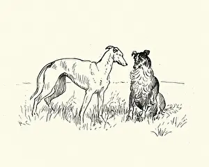 Prints of Vintage illustration of by Randolph Caldecott from the Nursery Rhyme, The Milkmaid. Two dogs, Greyhound and collie Whimsical nursery rhyme artworks curated to evoke a sense of wonder and imagination: Two dogs, Greyhound and collie