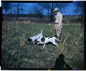 Quail Prints: Dogs Hunting for Quail