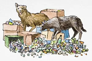 Images Dated 1st February 2008: Dogs scavenging among rubbish