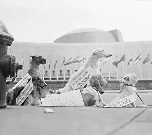 Dogs Sitting in Front of United Nations