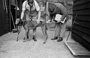 Dog's Tail