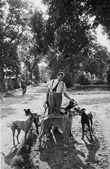 Dogs Walk Man