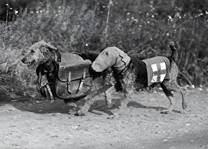 World War II (1939-1945) Collection: Dogs Of War
