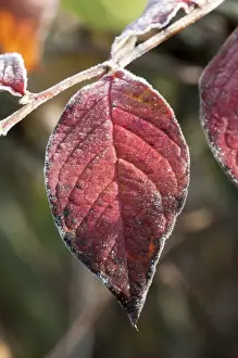 Hoarfrost Prints: Dogwood -Cornus sanguinea-, single leaf with the first hoarfrost