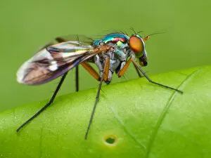 Dolichopodidae fly