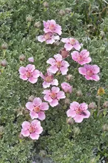 Rosa Prints: Dolomite Cinquefoil (Potentilla nitida)