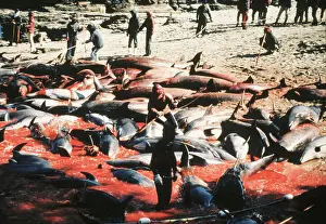 Dolphin Prints: Dolphin Strewn Beach