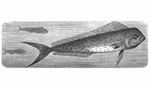 268399 Prints: Dolphinfish (Coryphaena hippurus)