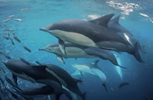 Images Dated 8th July 2015: Dolphins Point Of View