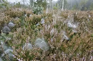 Images Dated 28th September 2014: Dome-shaped webs a Sheet Weavers or Money Spiders -Linyphiidae- in between Heather plants -Calluna vulgaris