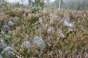 Dew Drop Prints: Dome-shaped webs a Sheet Weavers or Money Spiders -Linyphiidae- in between Heather plants -Calluna vulgaris