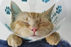 Domestic cat with a neck brace after a visit to the vets