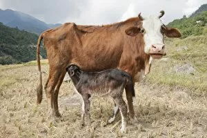 Images Dated 28th October 2011: Domestic cattle -Bos primigenius taurus-, cow suckling her calf, near Punakha, the Himalayas