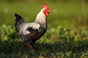 Images Dated 30th September 2011: Domestic chicken -Gallus gallus domesticus-, rooster standing in cabbage patch