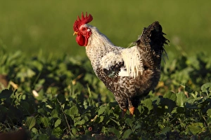 Images Dated 30th September 2011: Domestic chicken -Gallus gallus domesticus-, rooster standing in a cabbage field