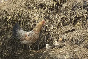 Bavarian Prints: Domestic chicken (Gallus gallus domesticus) with chick on dunghill