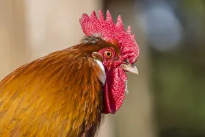 Images Dated 30th March 2014: Domestic fowl, rooster, Tyrol, Austria