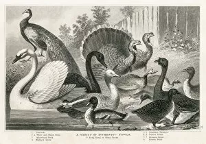 Images Dated 25th March 2017: Domestic fowls engraving 1872
