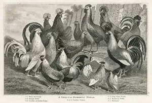 Images Dated 25th March 2017: Domestic fowls engraving 1873