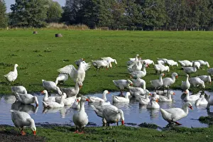 Cattle Prints: Domestic geese (Anser anser domestica)